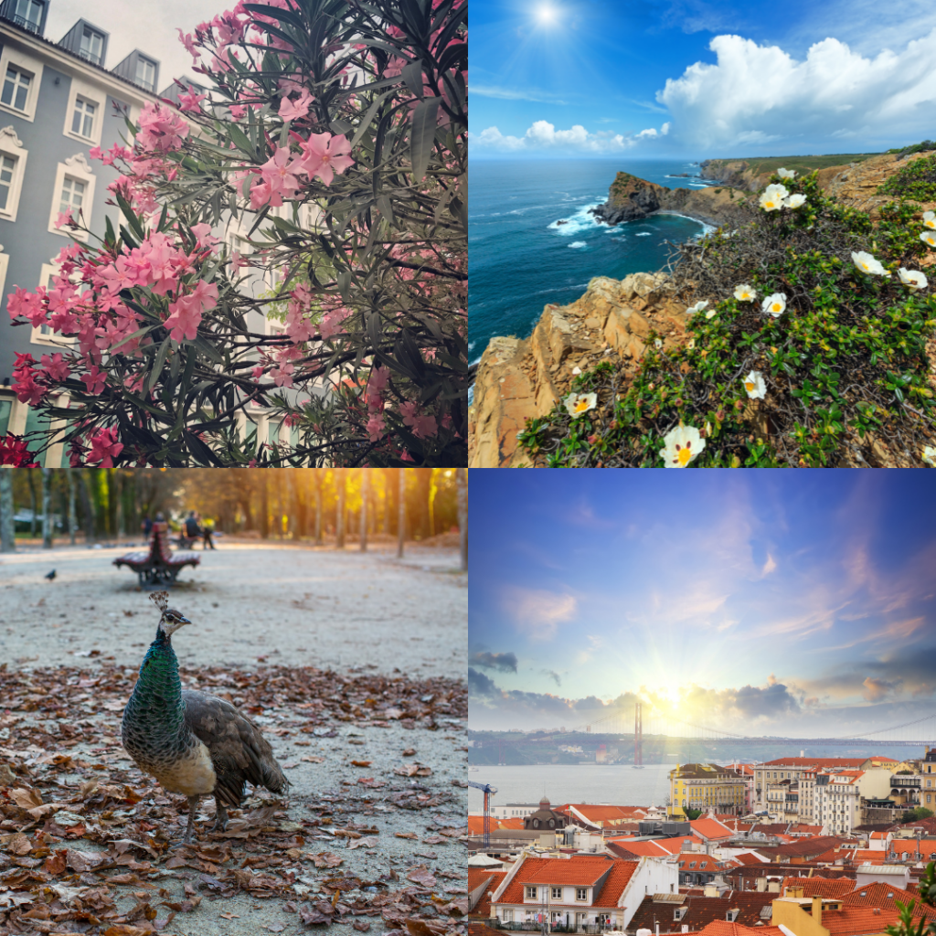 Portugal in four seasons